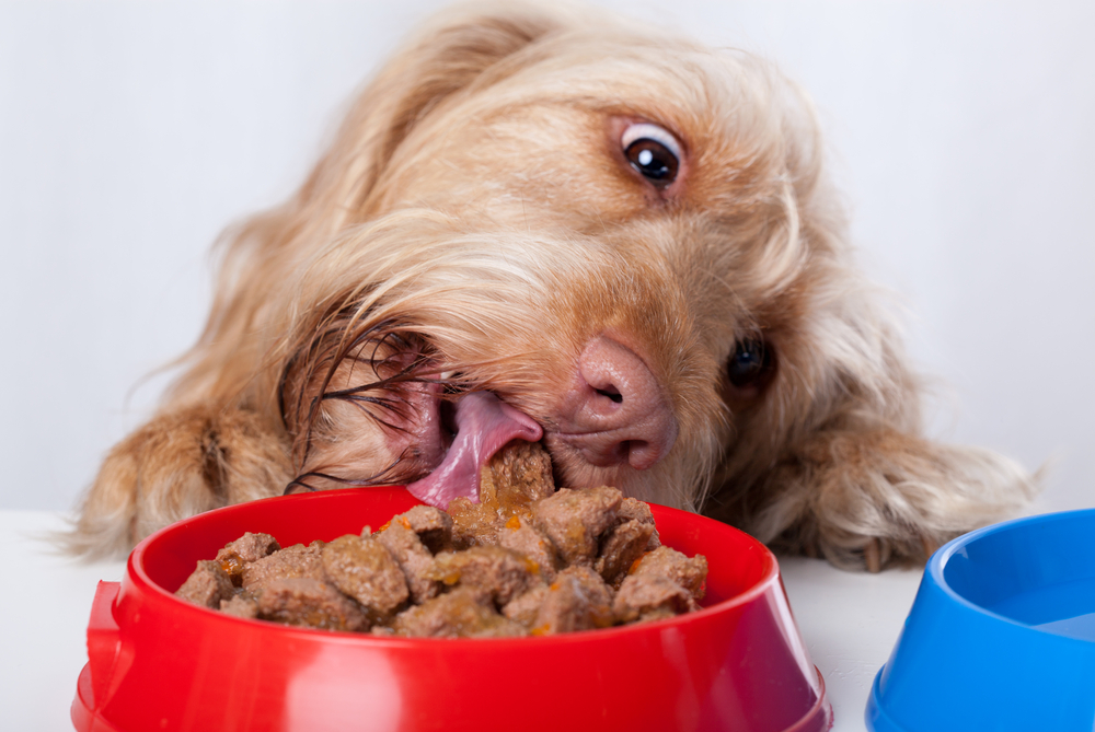animal nutrition Funny dog eating food from red bowl