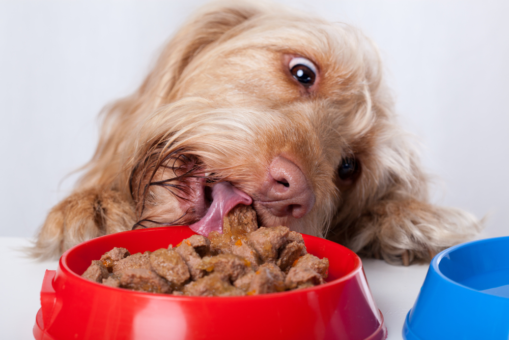 animal nutrition Funny dog eating food from red bowl animal nutrition Funny dog eating food from red bowl