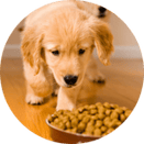 Animal Nutrition