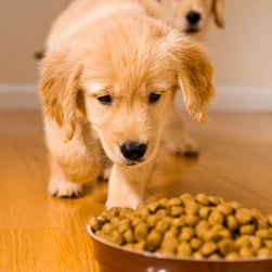 animalNutritionSm-_1_ animalNutritionSm-_1_