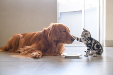 IBCs in various sizes for pet food manufacturers to increase productivity