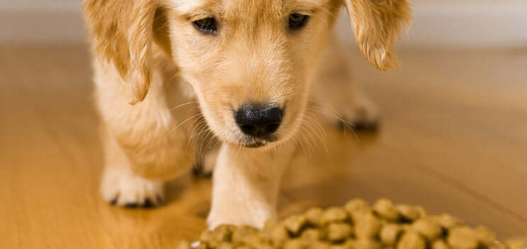 Animal Nutrition Banner