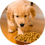 Animal Nutrition