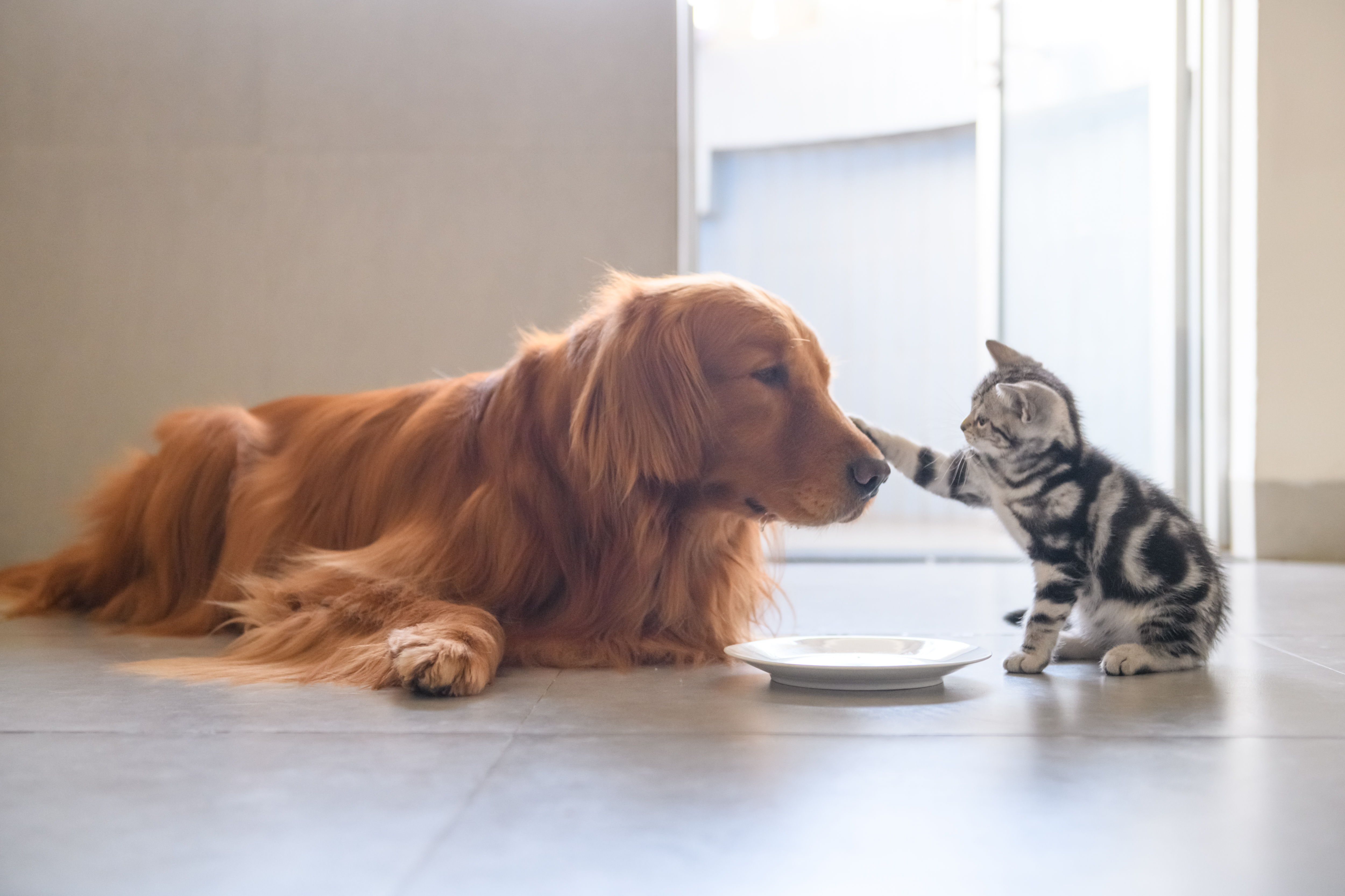 Dog and kitten photo- HOW PET FOOD MANUFACTURERS CAN INCREASE PRODUCTIVITY IN X6 STEPS Dog and kitten photo- HOW PET FOOD MANUFACTURERS CAN INCREASE PRODUCTIVITY IN X6 STEPS